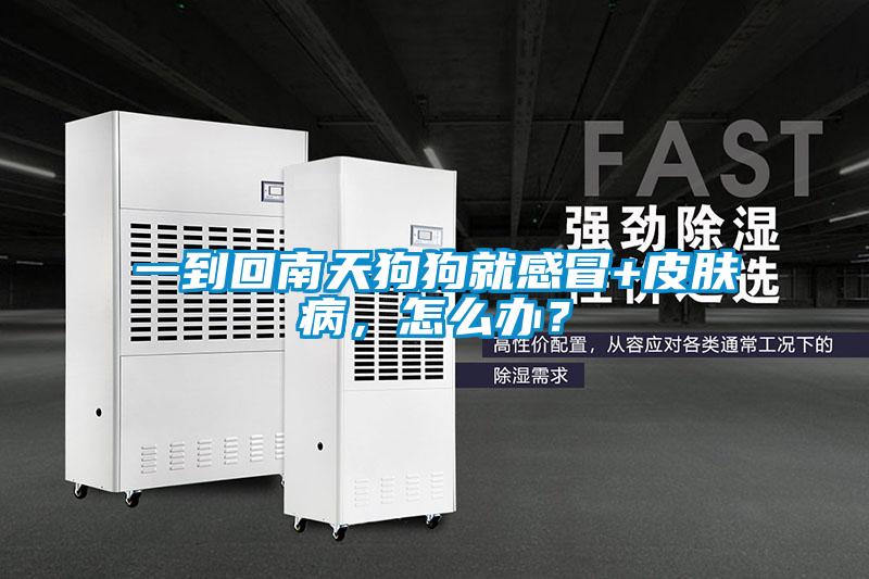 一到回南天狗狗就感冒+皮膚病,怎么辦?