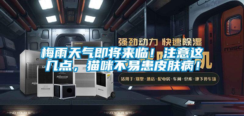 梅雨天氣即將來臨！注意這幾點，貓咪不易患皮膚病！