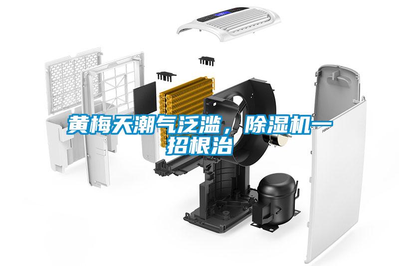 黃梅天潮氣泛濫，除濕機一招根治