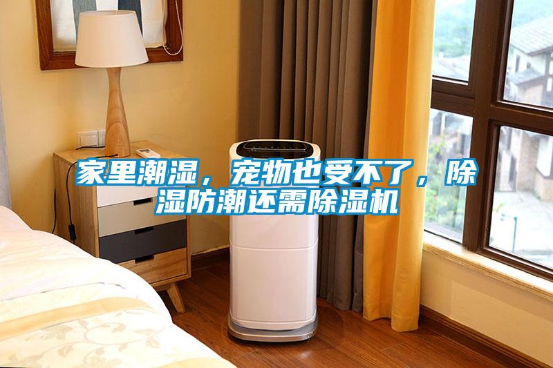 家里潮濕，寵物也受不了，除濕防潮還需除濕機(jī)